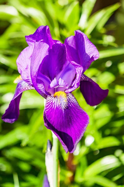 美丽的紫色虹膜花 跳蚤花 — 图库照片