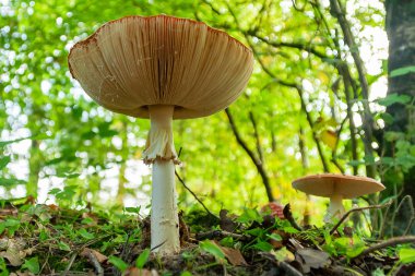 alttan fotoğraflandı ormandaki iki büyük mantar