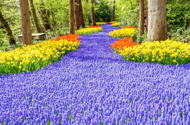 Muscari yolu arasında sarı nergis