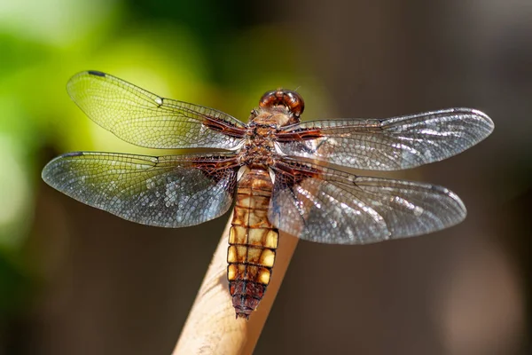 Yusufçuk çiçek kök üzerinde