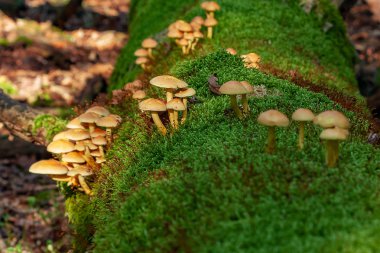 Grup mantar yosunlu gövde-3