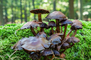 Grup üzerinde eski bir ağaç kütüğü parlak koyu mantar