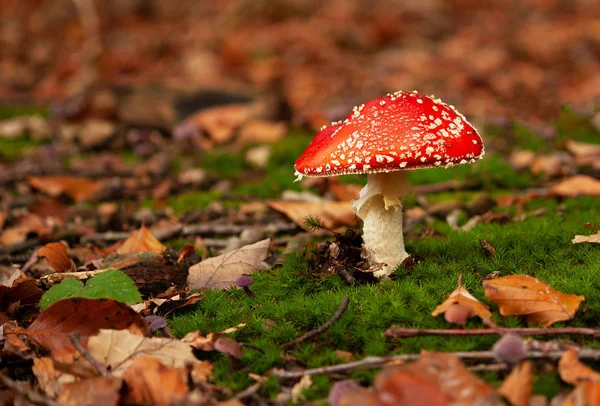 Ormanda güzel sinek agaric (kırmızı ile beyaz noktalar)