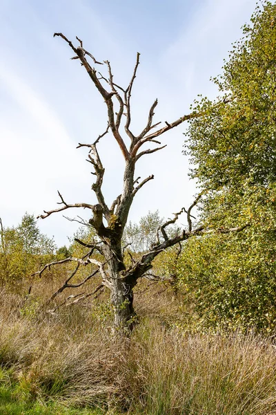 Zmarłe Drzewo Krajobraz Drenthe Holandia — Zdjęcie stockowe