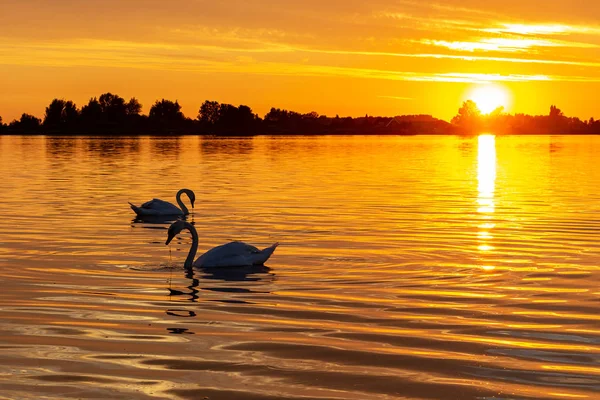 Silueta Dos Cisnes Buceando Para Comer Durante Hermoso Atardecer Lago — Foto de Stock