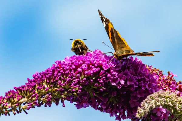 Red Admiral butterfly and Bumblebee on butterfly bush