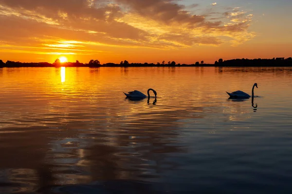 Silhouet Van Twee Zwanen Verzamelen Voedsel Tijdens Prachtige Zonsondergang Lake — Stockfoto