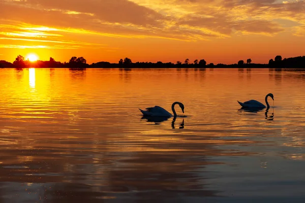 Silhouette of two swans during beautiful sunset in lake Zoetermeerse plas