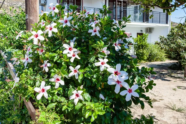 Hibiscus Met Sterk Geurende Witte Bloemen Samos Eiland — Stockfoto