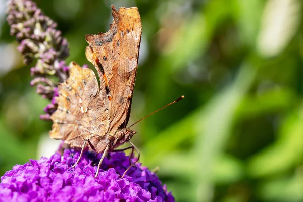 Closeup of comma Butterfly with wings closed