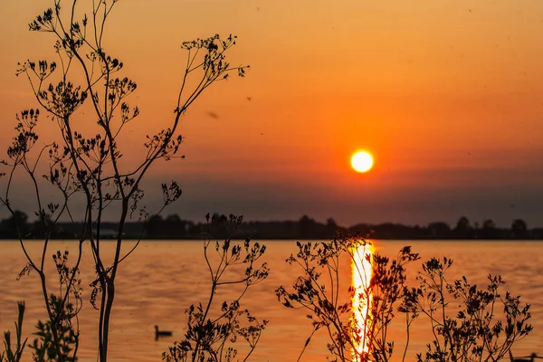 Tausende Tanzende Moskitos Bei Sonnenuntergang Zoetermeerse See Den Niederlanden — Stockfoto