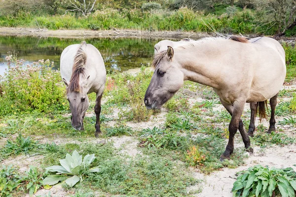 Vahşi Konik atlar yakınındaki küçük bir göl Park Meijendel, Hollanda