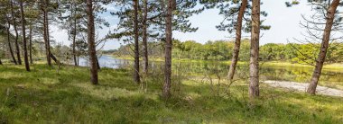 Park Meijendel, Hollanda Çam ağaçların arkasında bir içme su deposu, görüntüleme
