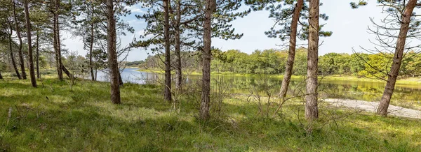 Park Meijendel, Hollanda Çam ağaçların arkasında bir içme su deposu, görüntüleme