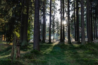 Orman ağaçların arasından yükselen güneş parlıyor
