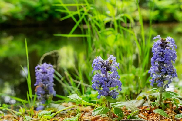 森林里沟渠上的蓝色野生兰花 — 图库照片