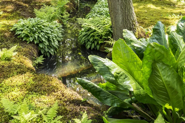 Many shades of green of leaf and Moss in the Japanese garden in the Hague, Netherlands