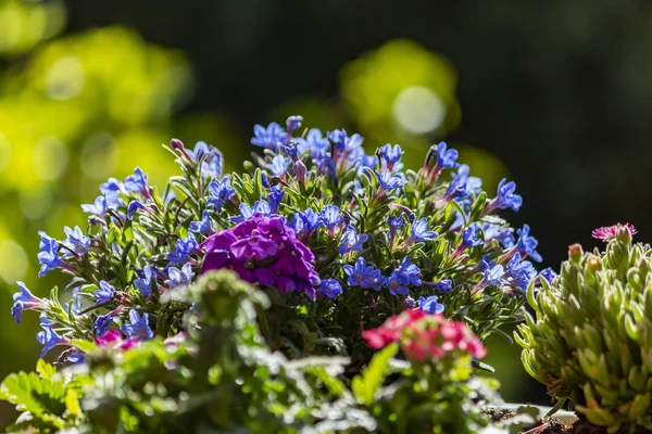 用蓝色的小花关闭植物 被太阳照亮 — 图库照片