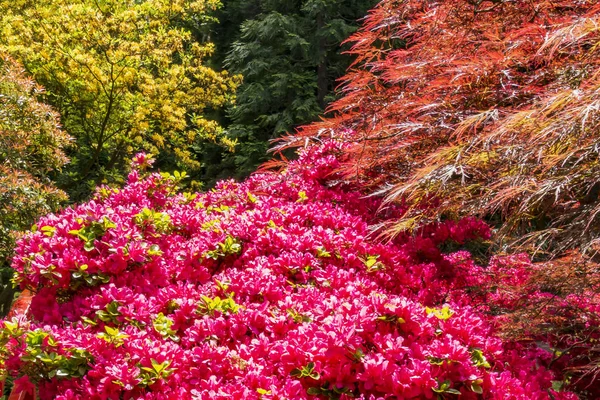 A wonderful combination of spring colors in the Japanese garden in the Hague, Netherlands