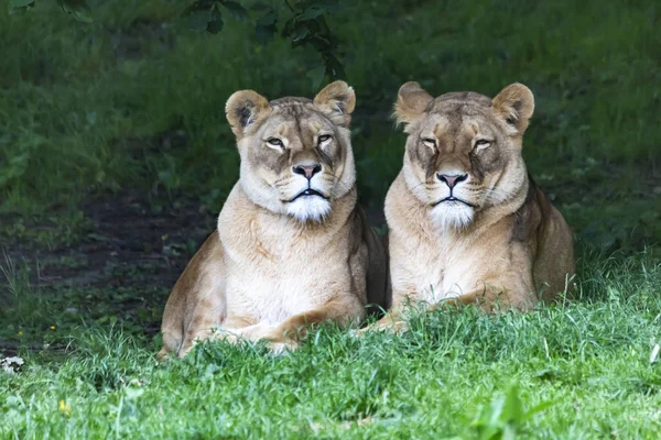 Pár Roztomilé Lvů Zoo Kerkrade Nederland — Stock fotografie