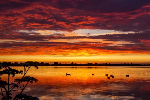 Enten Wasser Während Eines Atemberaubenden Sonnenuntergangs Auf Dem See Zoetermeerse — Stockfoto