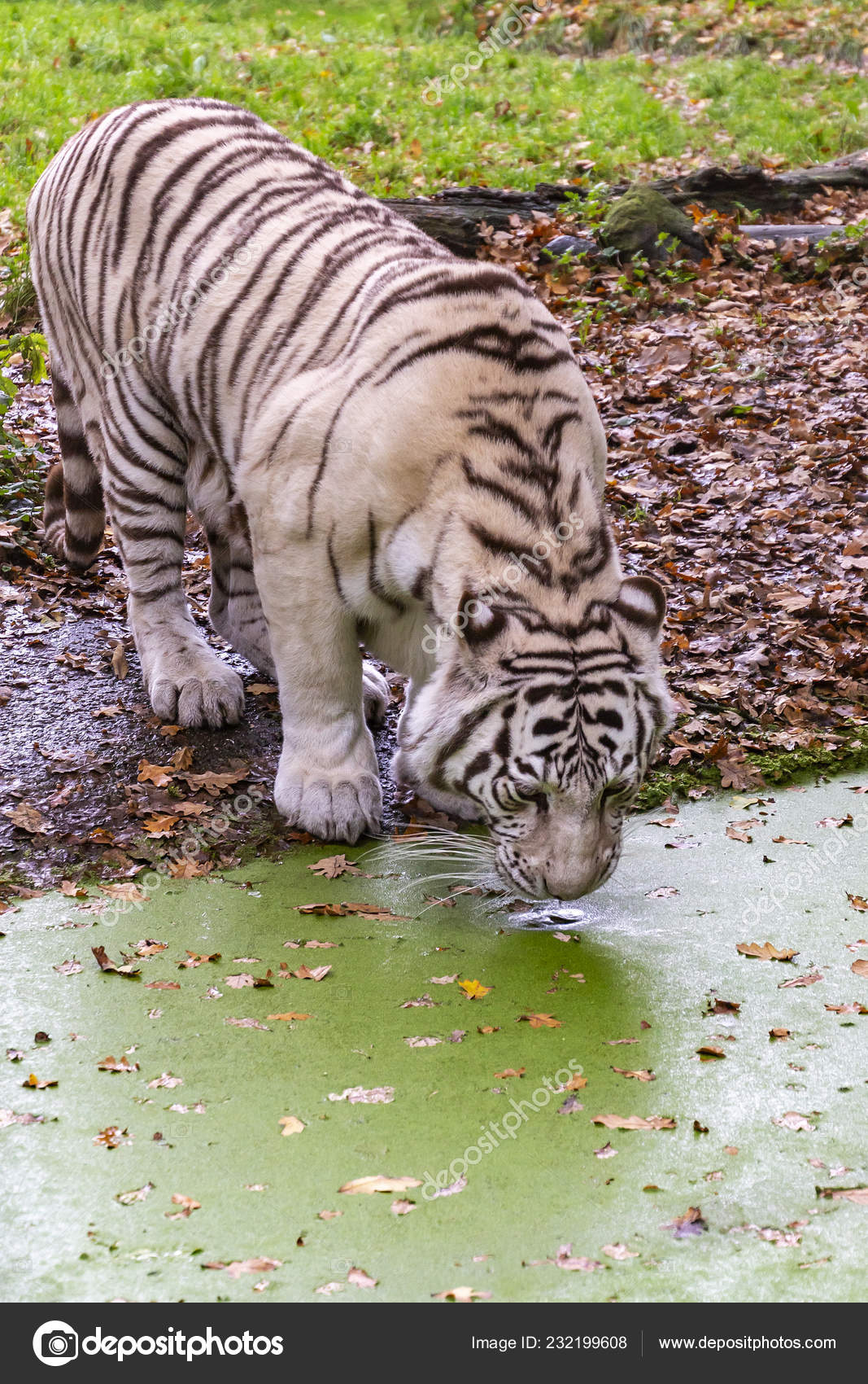 White Tiger Drinking Zoo Ouwehands Dierenpark Rhenen Netherlands