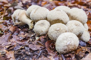 Bir grup ormanda beyaz mantar (Lycoperdon perlatum)