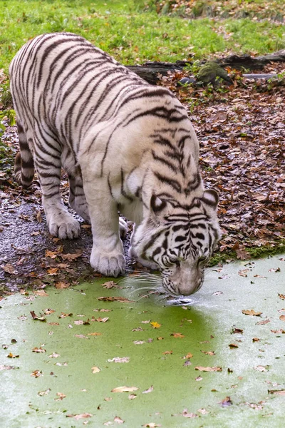 Білий Тигр Пити Зоопарку Ouwehands Dierenpark Rhenen Нідерланди — стокове фото