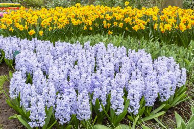 Nergis ve sümbül çiçek park keukenhof Lisse, Hollanda içinde güzel bir arada