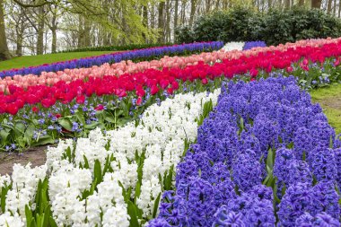 Mavi ve beyaz sümbül, lale ve kar (Chionodoxa) zafer çiçek parkta Keukenhof Lisse, Hollanda gibi hatları güzel bir etkileşimi