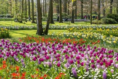 Çiçekli, bahar çiçekleri çiçek park keukenhof Lisse, Hollanda içinde güzel bir bolluk insanlar zevk
