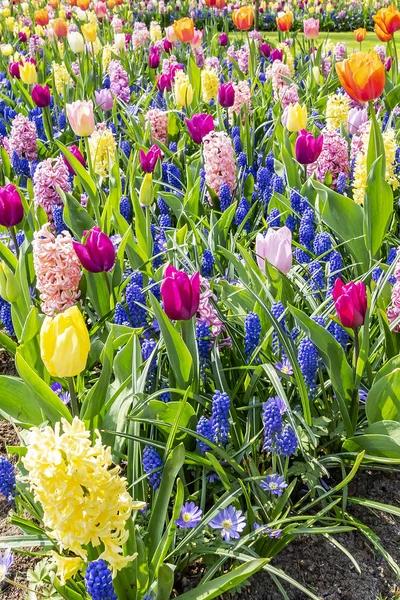 Piękne Mieszane Dziedzinie Tym Szafirek Glory Snow Tulipany Hiacynty Kwiat — Zdjęcie stockowe