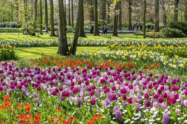 Çiçekli, bahar çiçekleri çiçek park keukenhof Lisse, Hollanda içinde güzel bir bolluk insanlar zevk