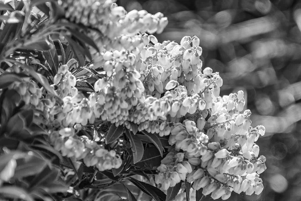 Savurgan Blooms Ayrıntıları Ile Siyah Beyaz Pieris Japonica Birçok Beyaz — Stok fotoğraf