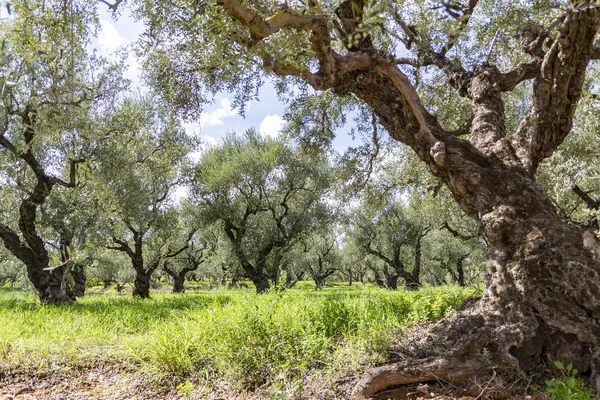 Hermosos Olivos Viejos Isla Griega Zakynthos —  Fotos de Stock