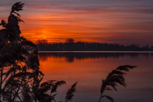 Тростниковые Стелы Перед Знойным Небом Отраженные Воде Озера Zoetermeerse Plas — стоковое фото