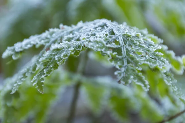 Early in the morning you can see the frost on the leaves of ferns