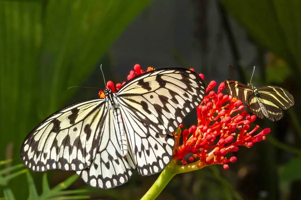 Idea Leuconoe Papiervlinder Papillon Dans Jardin Des Papillons Zoo Wildlands — Photo