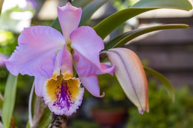 Cattleya Orkide güzel çiçekler