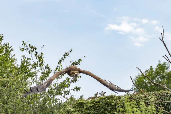 完全な飛行の巨大な翼を持つグリフォンのハゲタカ ベンガルハゲワシ Rueppellii — ストック写真