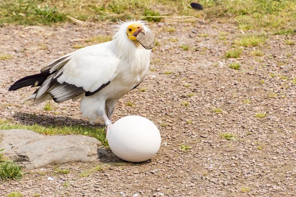 Beyaz Mısır akbabası (Neophron percnopterus) yumurta bir taş ile kırmaya çalışan