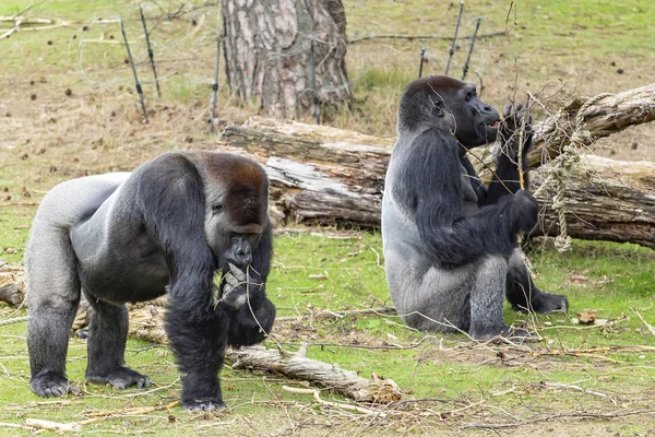 Paio Gorilla Della Pianura Occidentale Gorilla Gorilla Gorilla Cerca Alcuni — Foto Stock