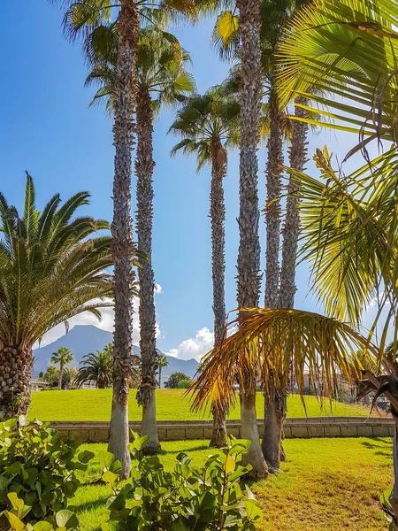 Yeşil Costa Adeje Tenerife İspanya'dan El Teide vulcano adlı görüntülemek