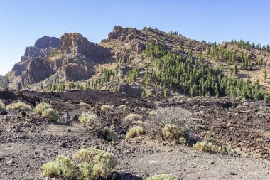 Bazı kaba fırçalayın ve çam ağaçları volkan El Teide Tenerife, İspanya Adası çevresinde sağlam lav manzara boyunca dağınık büyümek