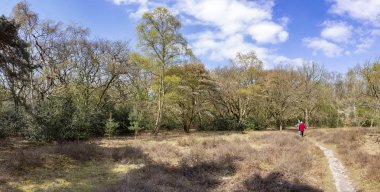 Park Ockenburg, Den Haag, Hollanda bahar renklerinde Sümbül ormanında çim ve Heather bitkileri ile açık bir alanda yürüyüş bazı insanların Panorama fotoğraf