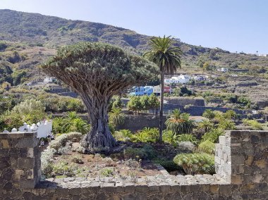 Bazı turistler Icod de los Vinos, Tenerife, İspanya dünyanın en büyük ejderha ağacı (El Drago Milenario) boyunca yürümek