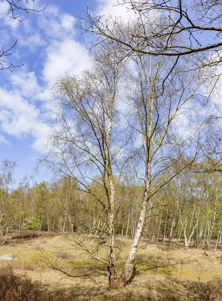 Een Eenzame Berken Boom Het Voorjaar Kleuren Het Park Ockenburg — Stockfoto