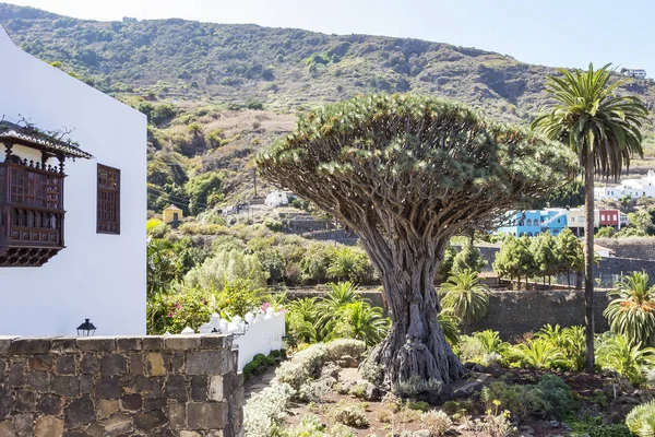 World Largest Dragon Tree Drago Milenario Icod Los Vinos Tenerife — Stockfoto