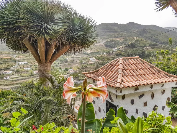 Tenerife yakınlarındaki La Gomera Adası'nda Agulo kasabası yakınlarındaki güzel bitki örtüsü, İspanya