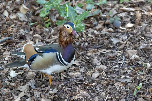 Colorful Plumage Mandarin Duck Park Hague Netherlands Stock Image